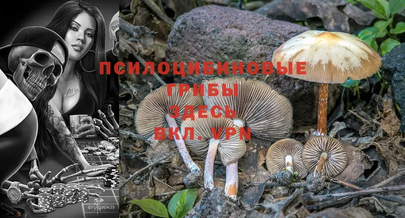 как найти закладки  Минусинск  Псилоцибиновые грибы Magic Shrooms 